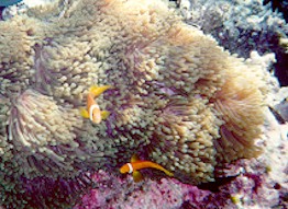 anemonefish2.jpg (28730 バイト)